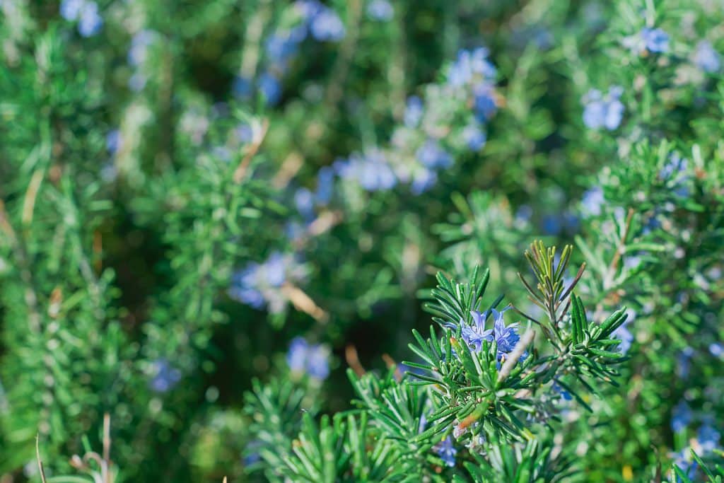 Fitoterapia Siena – rosmarino in fiore